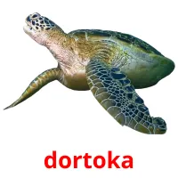 dortoka flashcards illustrate