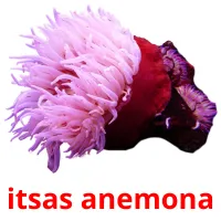 itsas anemona flashcards illustrate