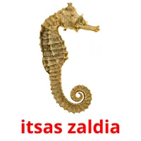 itsas zaldia flashcards illustrate