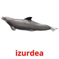 izurdea flashcards illustrate