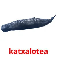 katxalotea flashcards illustrate