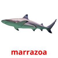 marrazoa flashcards illustrate