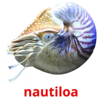 nautiloa flashcards illustrate