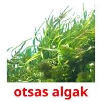 otsas algak flashcards illustrate