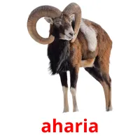 aharia picture flashcards