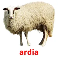 ardia picture flashcards