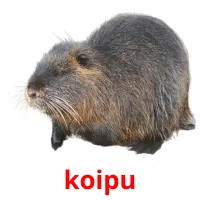 koipu picture flashcards