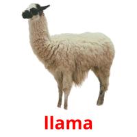 llama picture flashcards