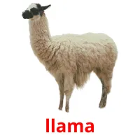 llama picture flashcards