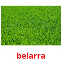 belarra picture flashcards