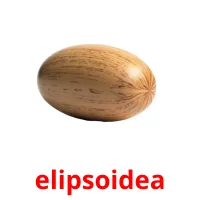elipsoidea карточки энциклопедических знаний