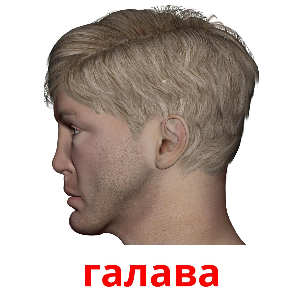 галава галава picture flashcards