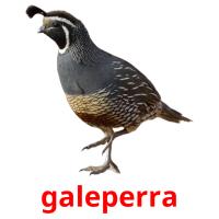galeperra picture flashcards