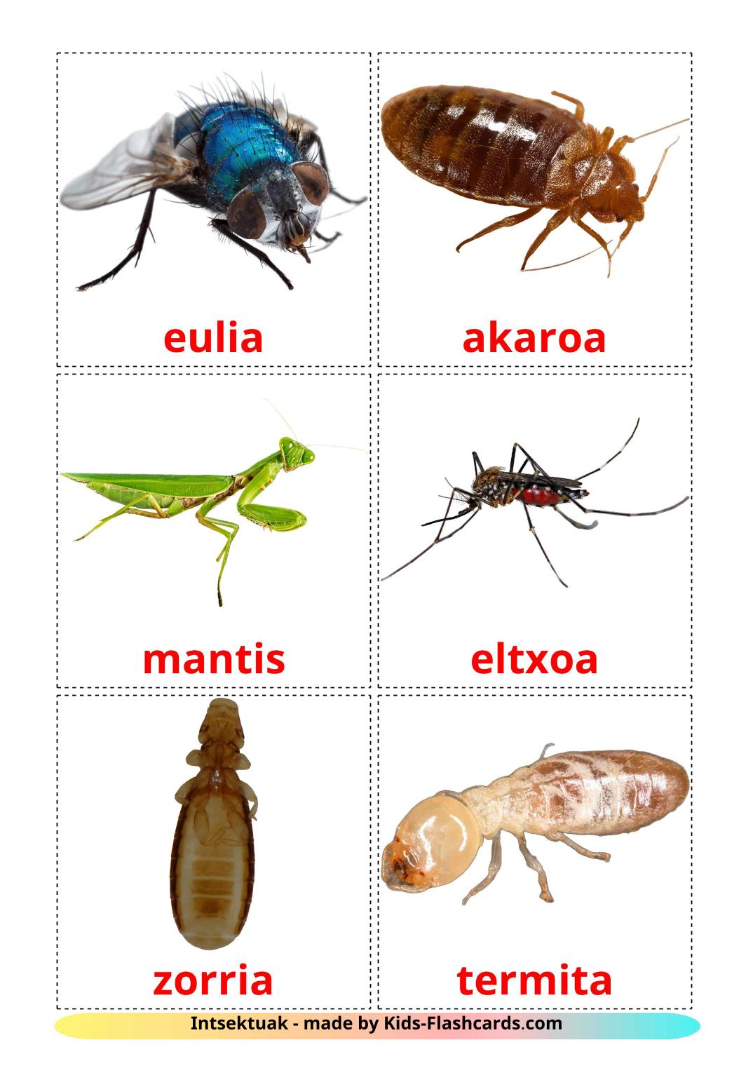 Les Insectes - 23 Flashcards basque imprimables gratuitement