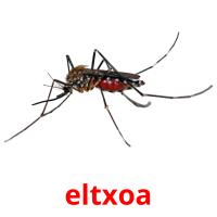 eltxoa picture flashcards