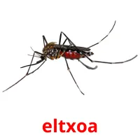 eltxoa flashcards illustrate