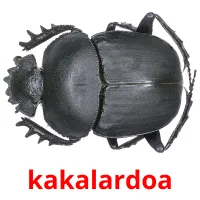 kakalardoa flashcards illustrate