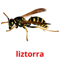 liztorra flashcards illustrate