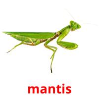mantis cartões com imagens