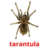tarantula flashcards illustrate
