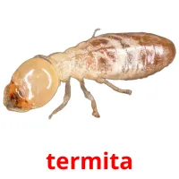 termita flashcards illustrate