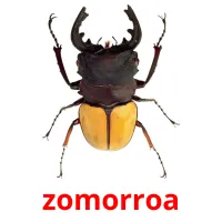 zomorroa flashcards illustrate