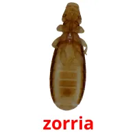 zorria flashcards illustrate