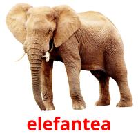 elefantea flashcards illustrate