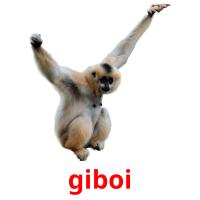 giboi picture flashcards