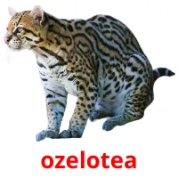 ozelotea picture flashcards