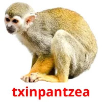 txinpantzea picture flashcards