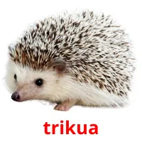 trikua Bildkarteikarten