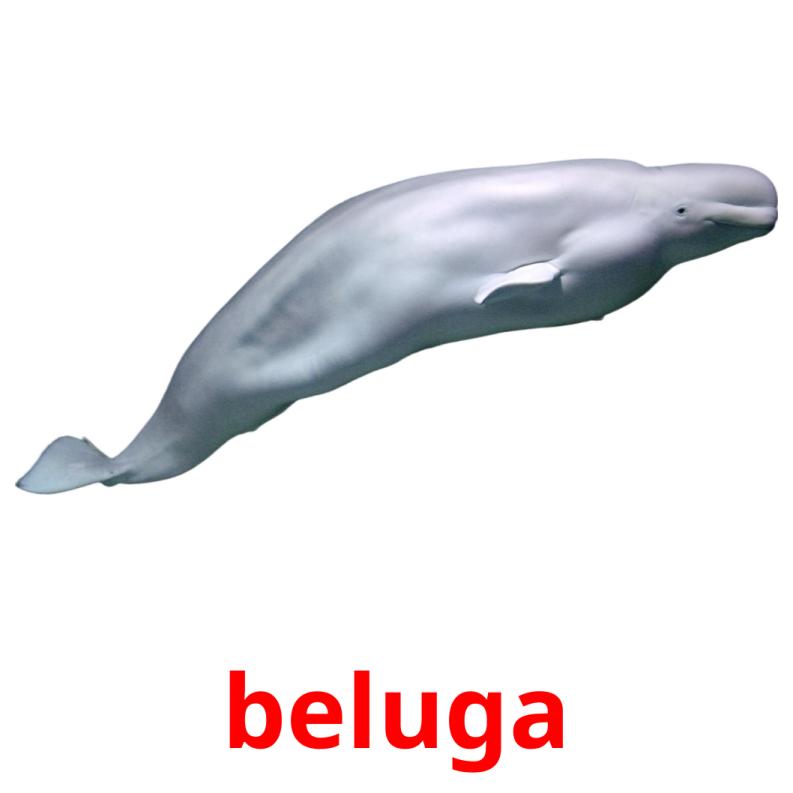 beluga cartões com imagens