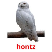 hontz picture flashcards