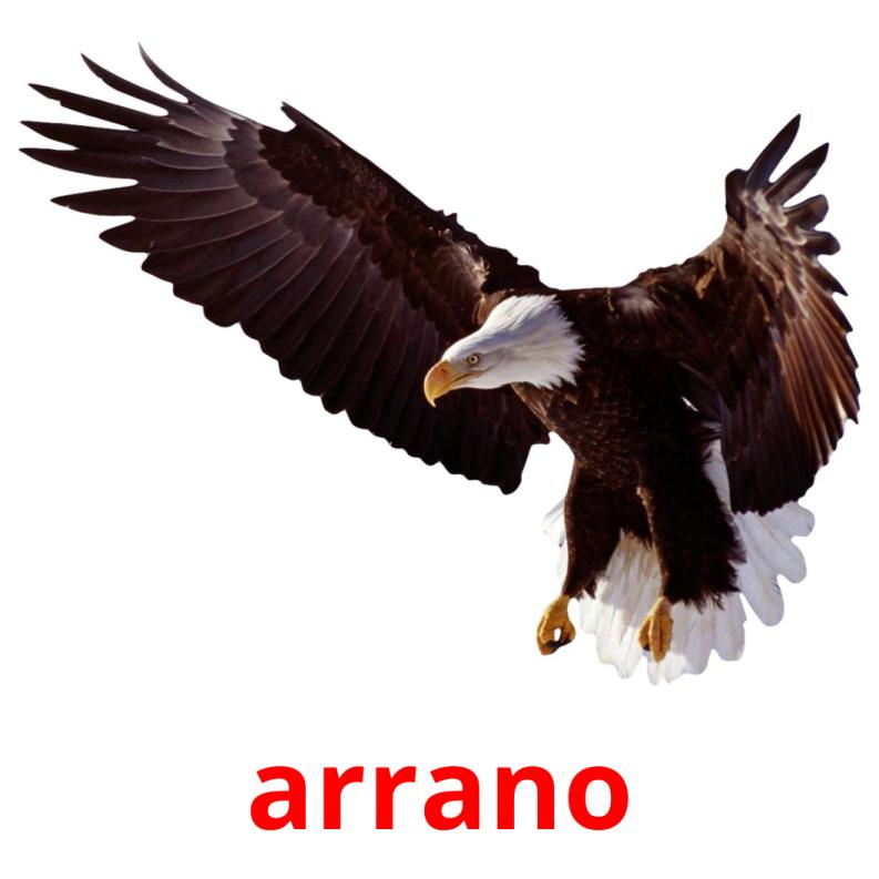 arrano picture flashcards