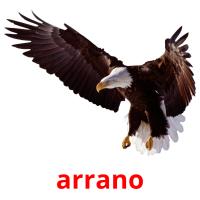 arrano picture flashcards