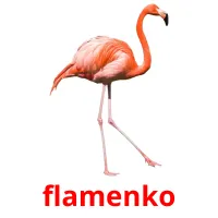 flamenko Bildkarteikarten