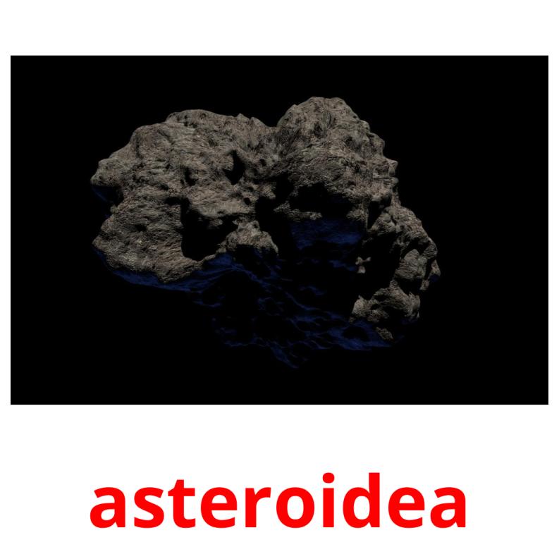 asteroidea Tarjetas didacticas