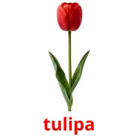 tulipa ansichtkaarten