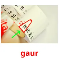 gaur picture flashcards