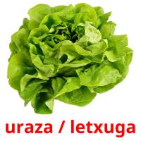 uraza / letxuga picture flashcards