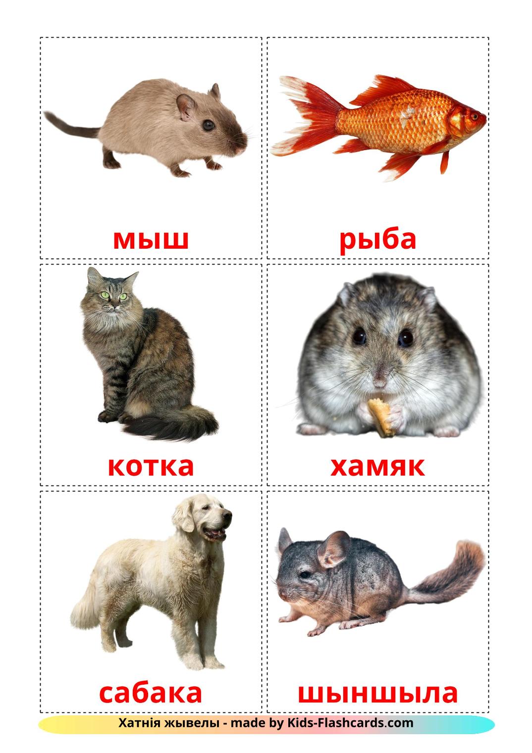 Les animaux Domestiques - 9 Flashcards biélorusse imprimables gratuitement