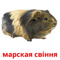 марская свiння card for translate