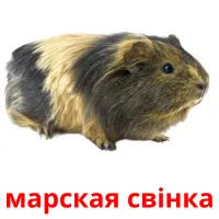 марская свінка picture flashcards