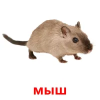 мыш picture flashcards