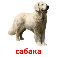 сабака picture flashcards