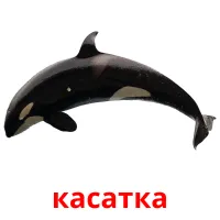 касатка Tarjetas didacticas