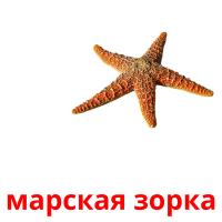 марская зорка picture flashcards