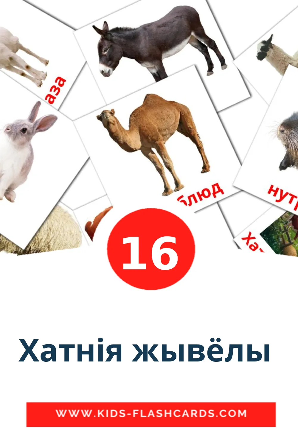 16 Хатнія жывёлы  Picture Cards for Kindergarden in belarusian