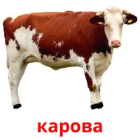 карова picture flashcards